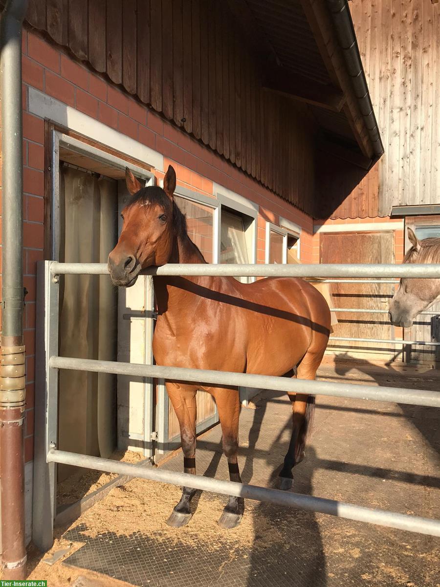 Bild 5: Reitbeteiligung auf tollem Pferd in Sempach LU