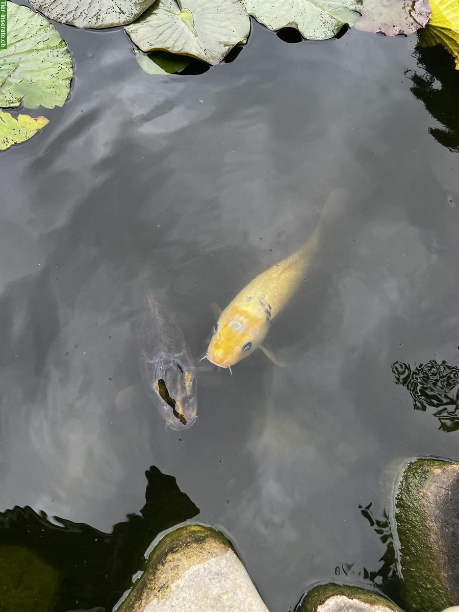 4 Koi Fische GRATIS zum abholen