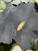 4 Koi Fische GRATIS zum abholen