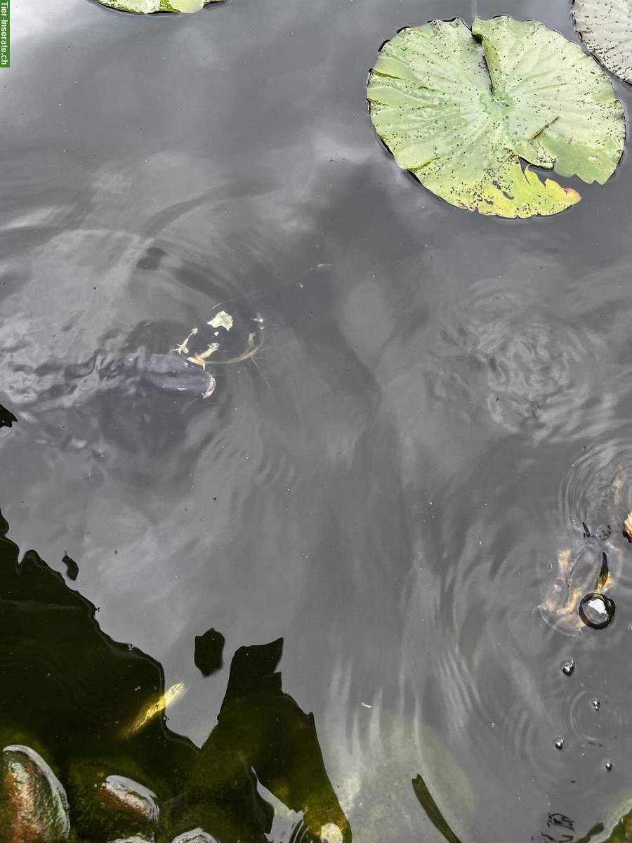 Bild 2: 4 Koi Fische GRATIS zum abholen