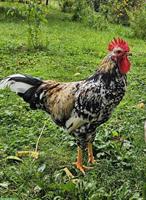 GRATIS: Schönen Blumenhuhn Hahn zu verschenken