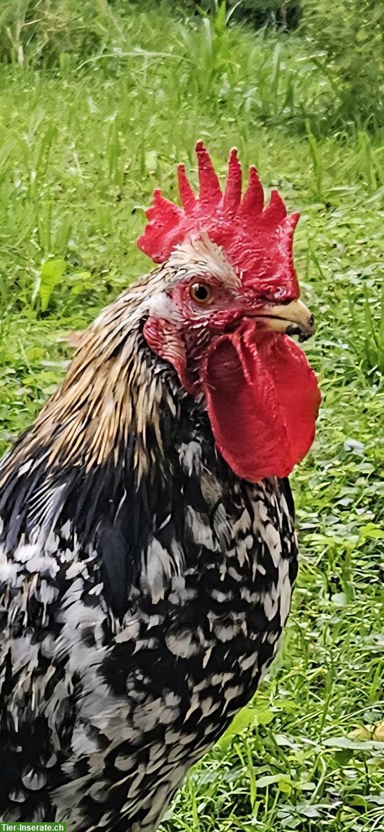 Bild 2: GRATIS: Schönen Blumenhuhn Hahn zu verschenken