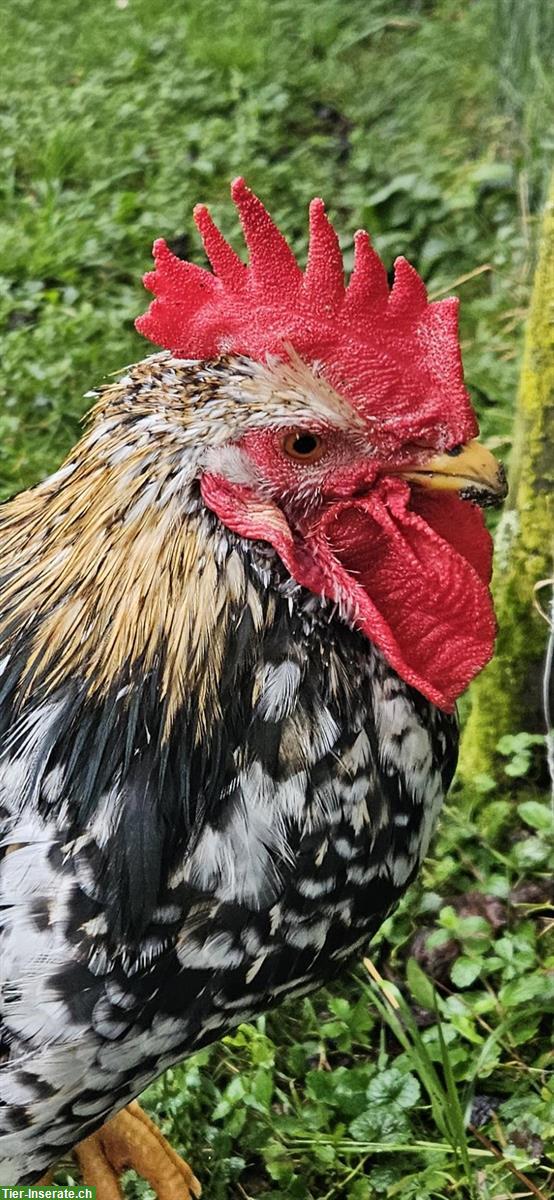 Bild 3: GRATIS: Schönen Blumenhuhn Hahn zu verschenken