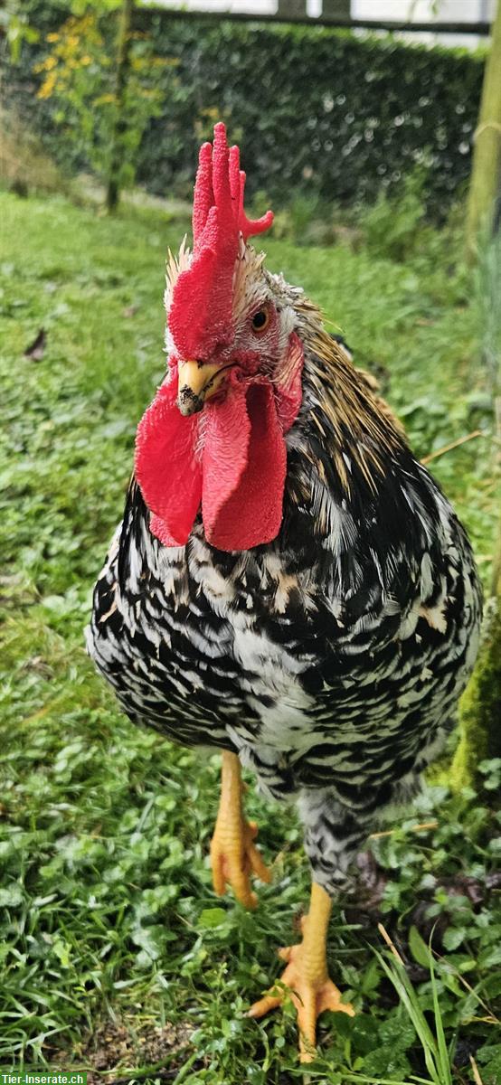 Bild 4: GRATIS: Schönen Blumenhuhn Hahn zu verschenken