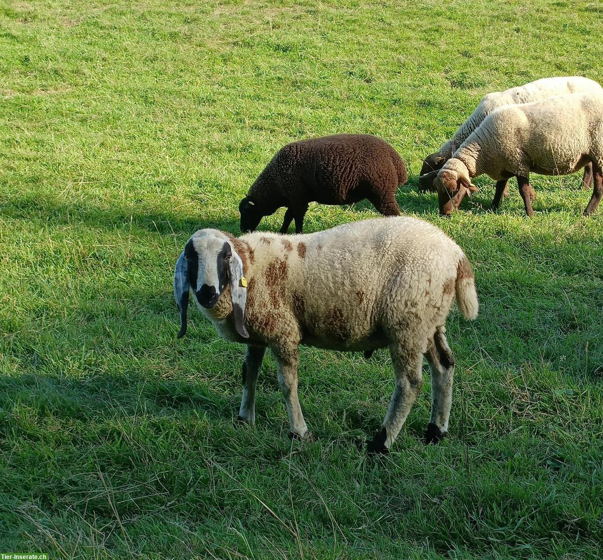 Saaser Mutten Jungbock zu verkaufen