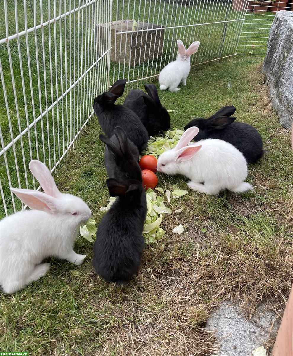 Junge Deutsche Riesen Kaninchen, sehr zutraulich