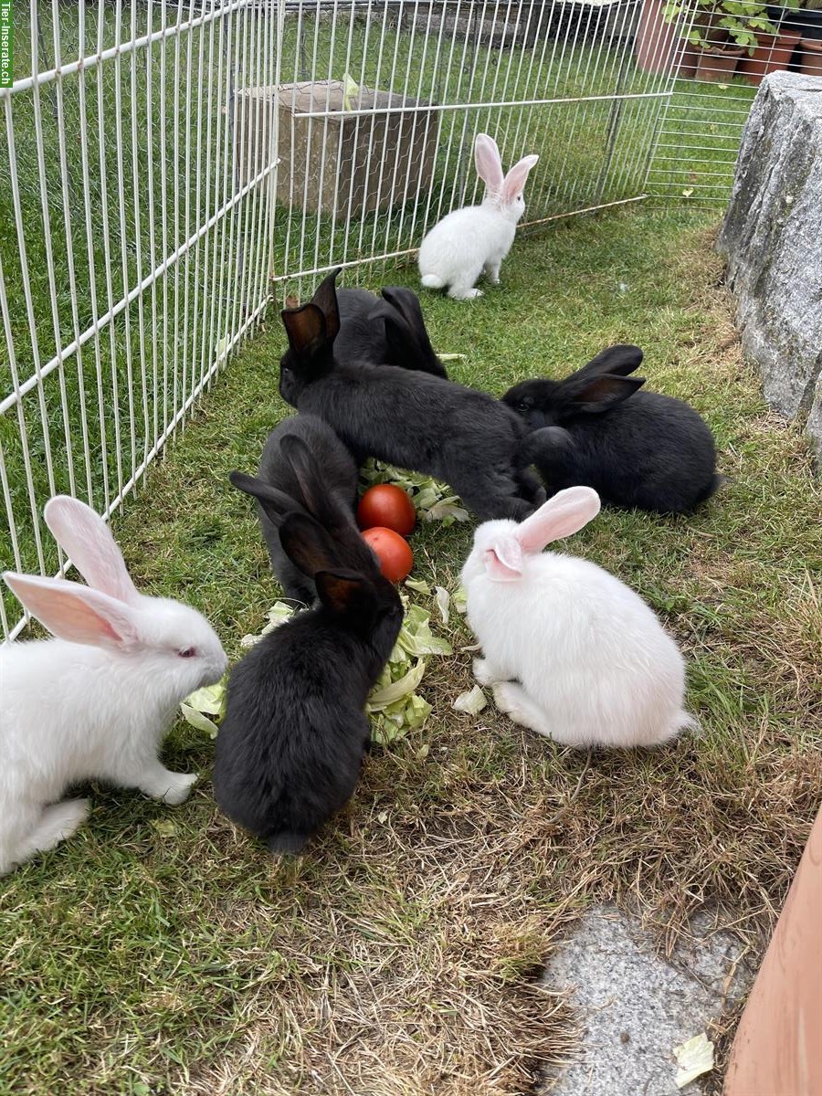 Bild 2: Junge Deutsche Riesen Kaninchen, sehr zutraulich