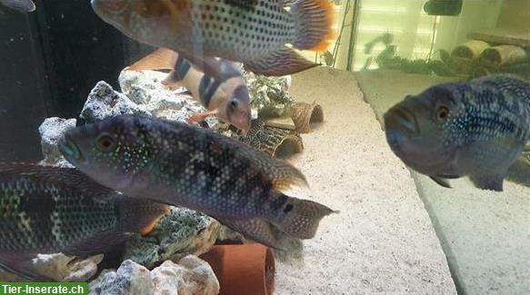 Bild 5: Jack Dempsey Buntbarsch Pärchen zu verschenken