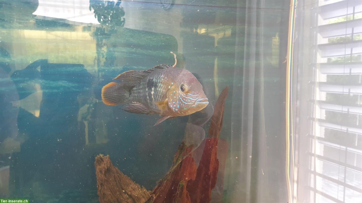 GRATIS: 4 Orangesaumbuntbarsche, Andinoacara rivulatus