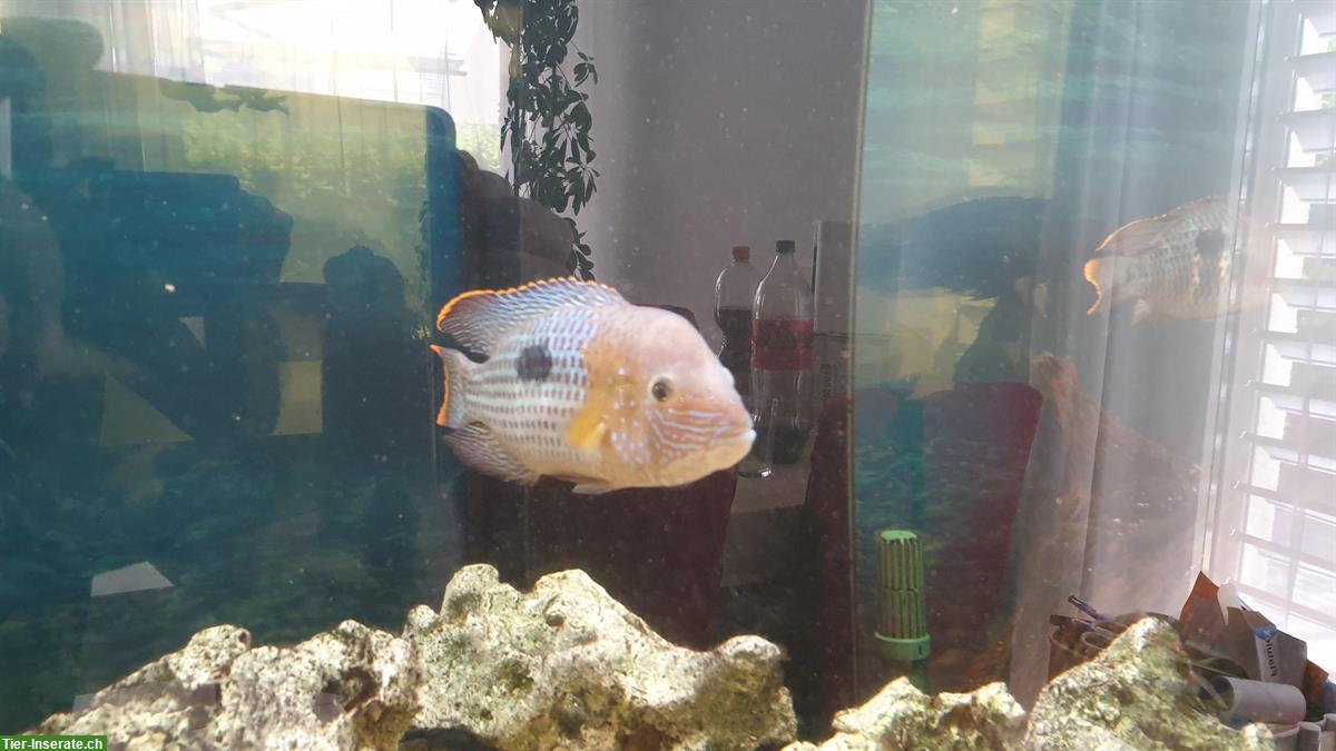 Bild 2: GRATIS: 4 Orangesaumbuntbarsche, Andinoacara rivulatus