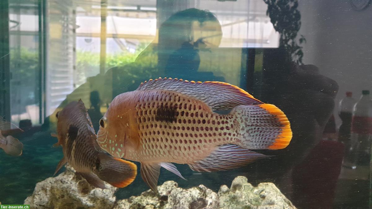 Bild 3: GRATIS: 4 Orangesaumbuntbarsche, Andinoacara rivulatus