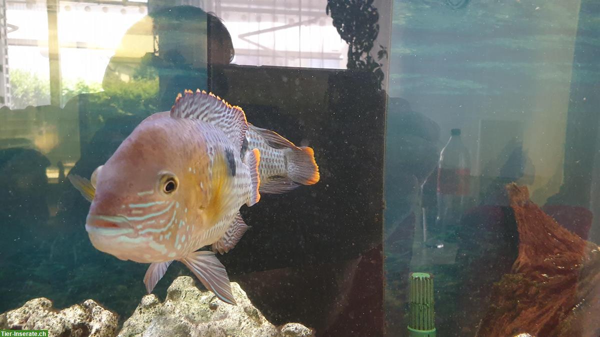 Bild 4: GRATIS: 4 Orangesaumbuntbarsche, Andinoacara rivulatus