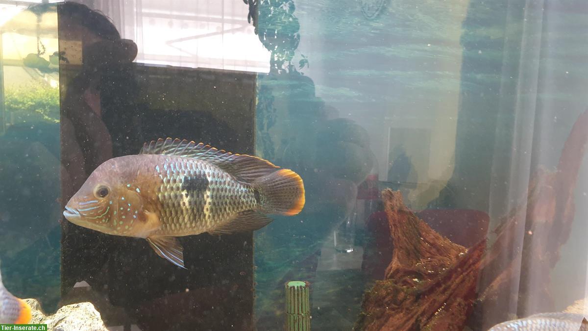 Bild 5: GRATIS: 4 Orangesaumbuntbarsche, Andinoacara rivulatus
