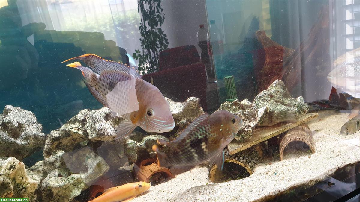 Bild 6: GRATIS: 4 Orangesaumbuntbarsche, Andinoacara rivulatus
