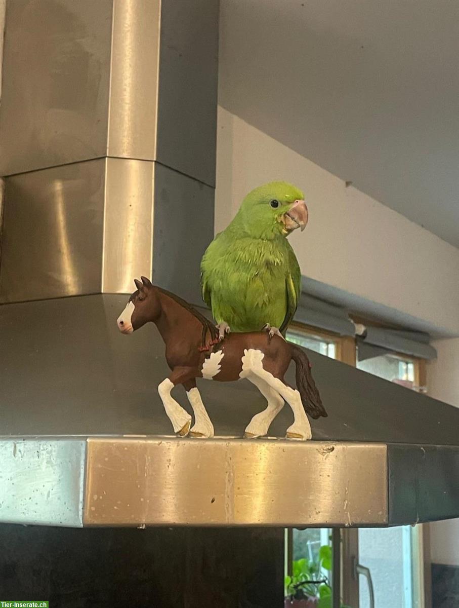 Bild 2: 🦜 Halsbandsittiche, jung (6 Monate) abzugeben