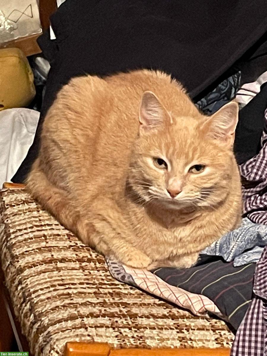 Hauskatzen Geschwister suchen dringend neuen Platz