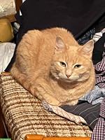 Hauskatzen Geschwister suchen dringend neuen Platz
