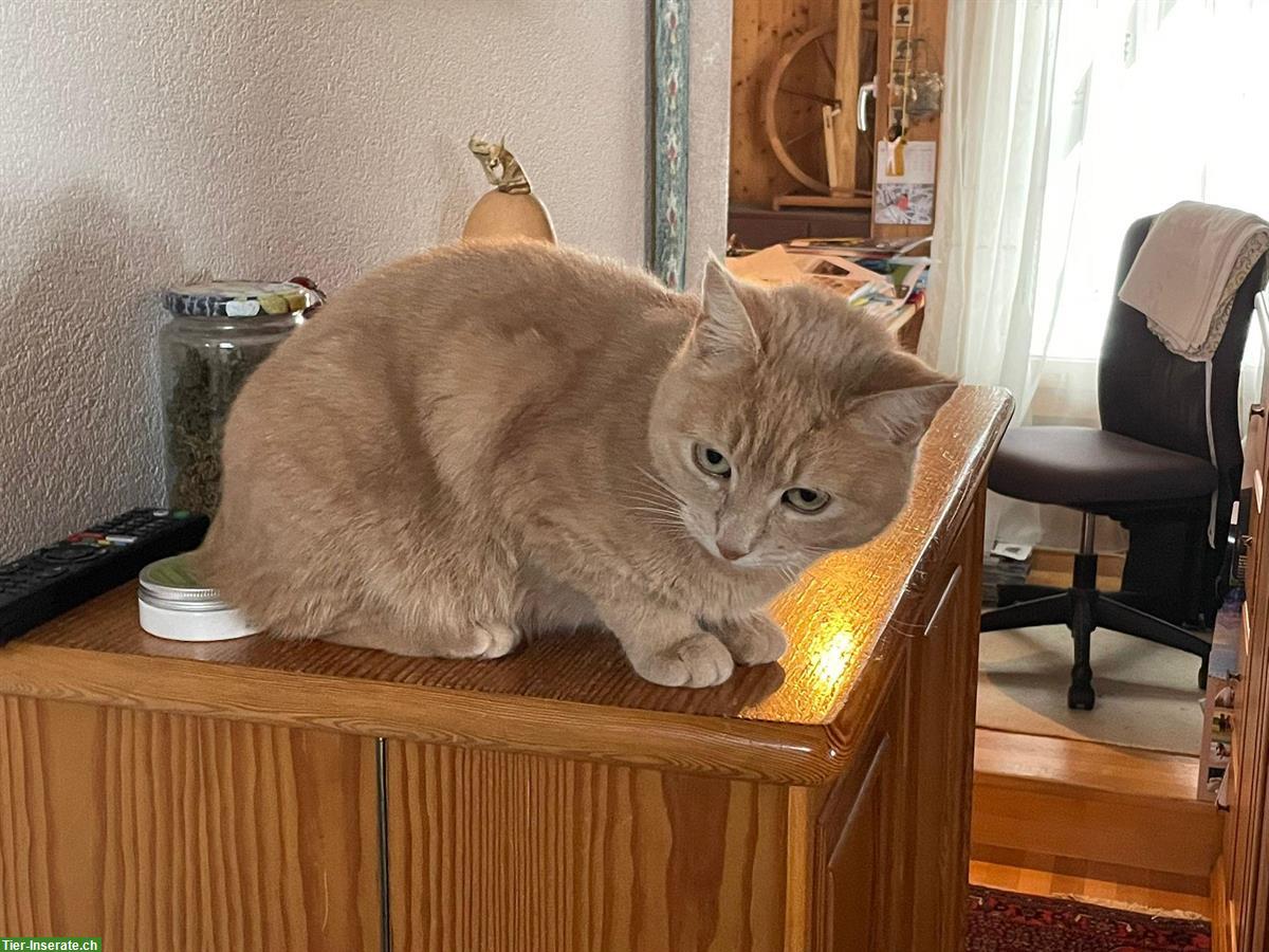 Bild 2: Hauskatzen Geschwister suchen dringend neuen Platz