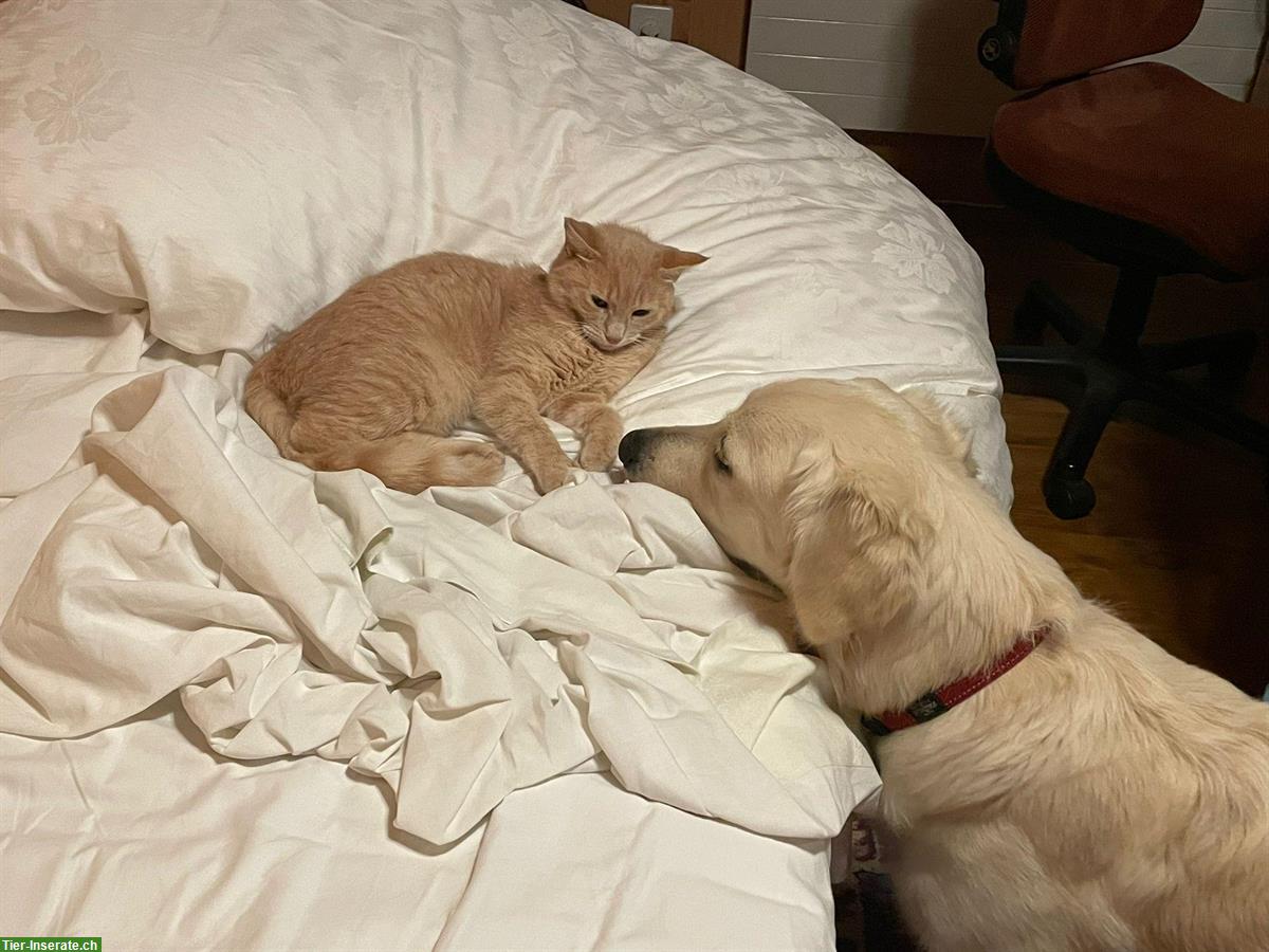 Bild 3: Hauskatzen Geschwister suchen dringend neuen Platz