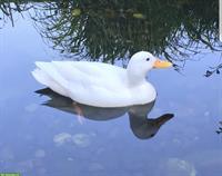 Entenerpel sucht ein Enten Kollege