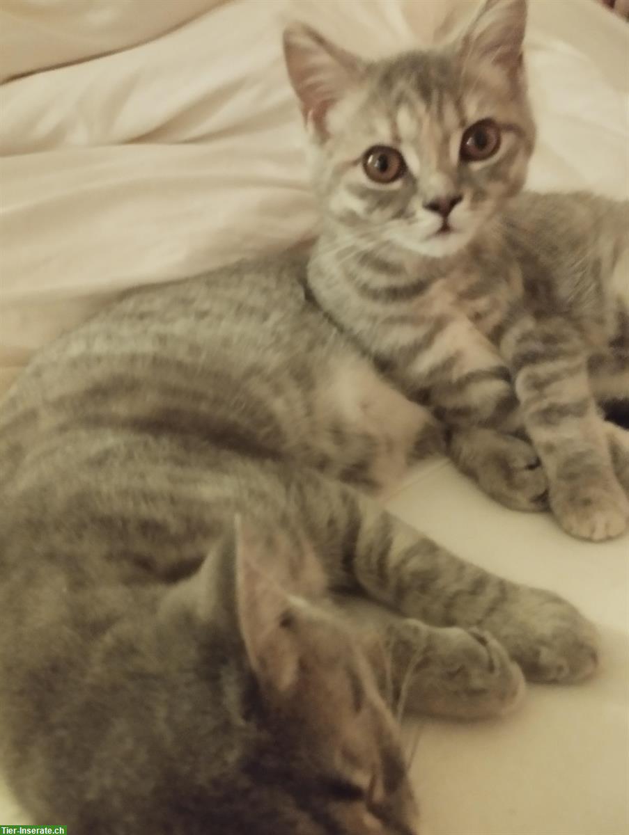 Schöne BKH Mix Kitten fast Selkirk Rex