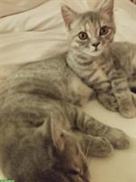 Schöne BKH Mix Kitten fast Selkirk Rex
