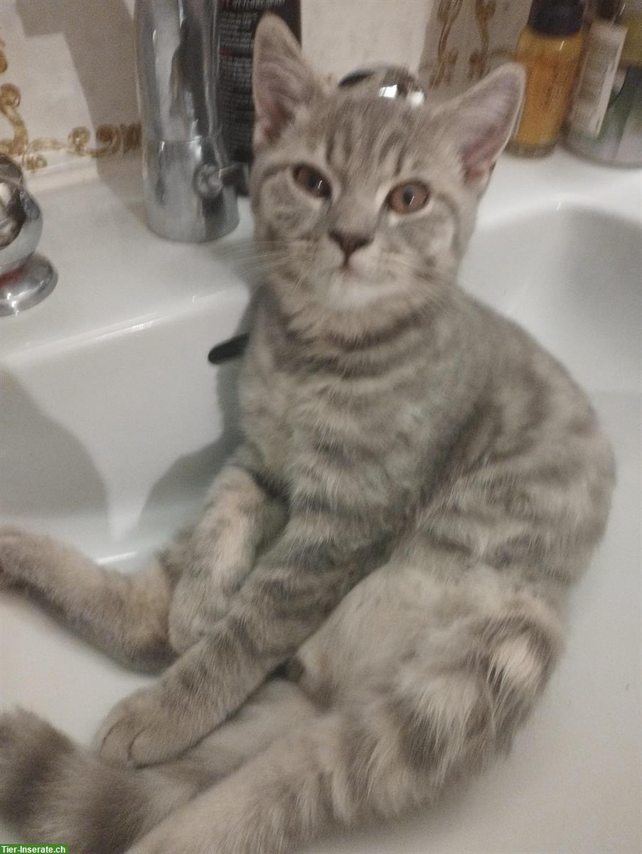 Bild 2: Schöne BKH Mix Kitten fast Selkirk Rex