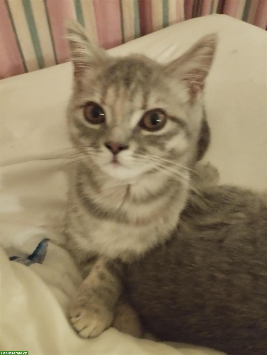Bild 5: Schöne BKH Mix Kitten fast Selkirk Rex