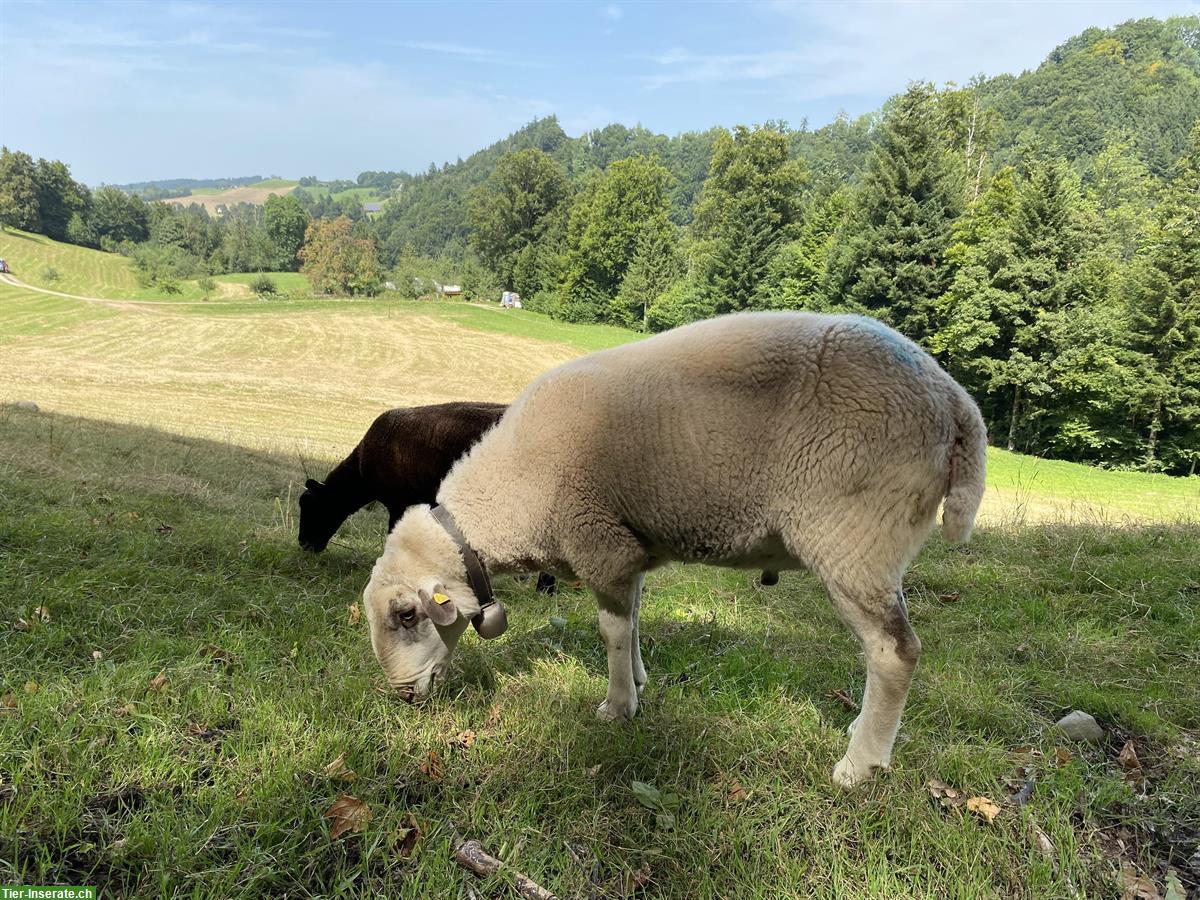 Spiegelschafbock zu verkaufen