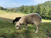 Spiegelschafbock zu verkaufen
