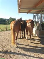 Platz für Wallache in ruhigem Offenstall mit Paddock Trail, im Elsass