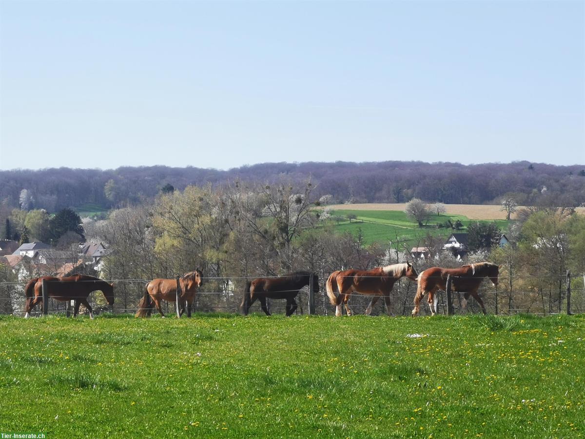 Bild 2: Platz für Wallache in ruhigem Offenstall mit Paddock Trail, im Elsass