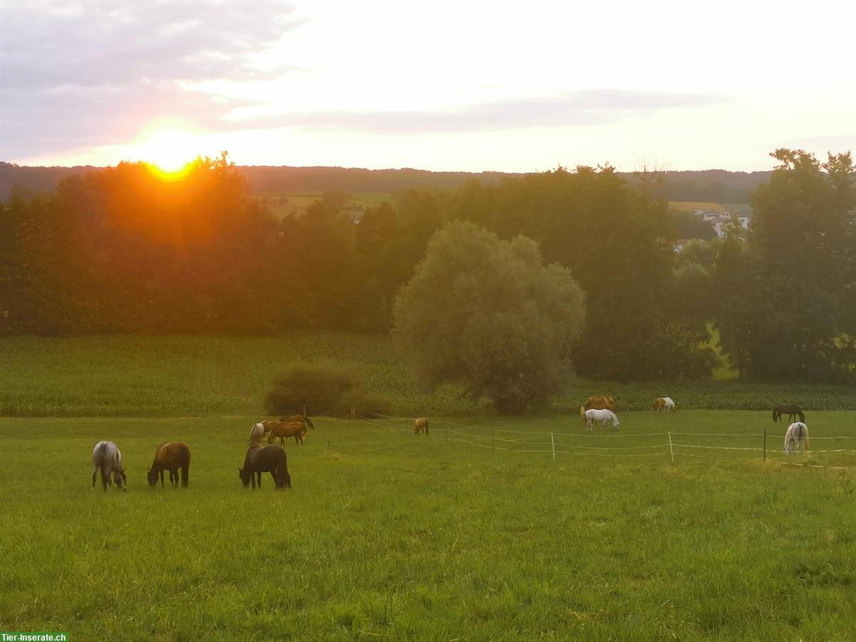 Bild 4: Platz für Wallache in ruhigem Offenstall mit Paddock Trail, im Elsass
