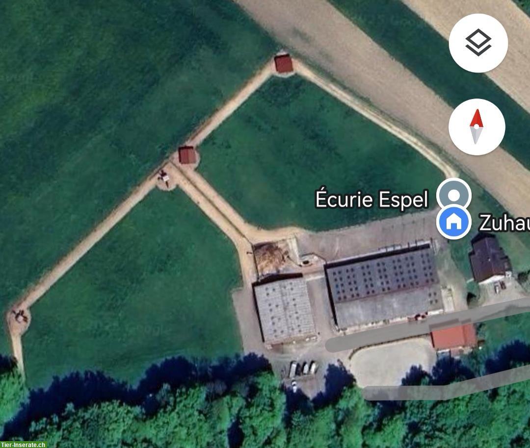 Bild 5: Platz für Wallache in ruhigem Offenstall mit Paddock Trail, im Elsass