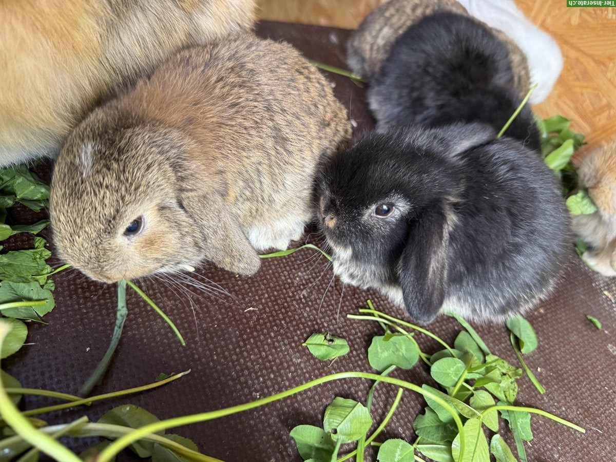 Bild 2: Zwergwidder Babys in braun, schwarz und hellbraun
