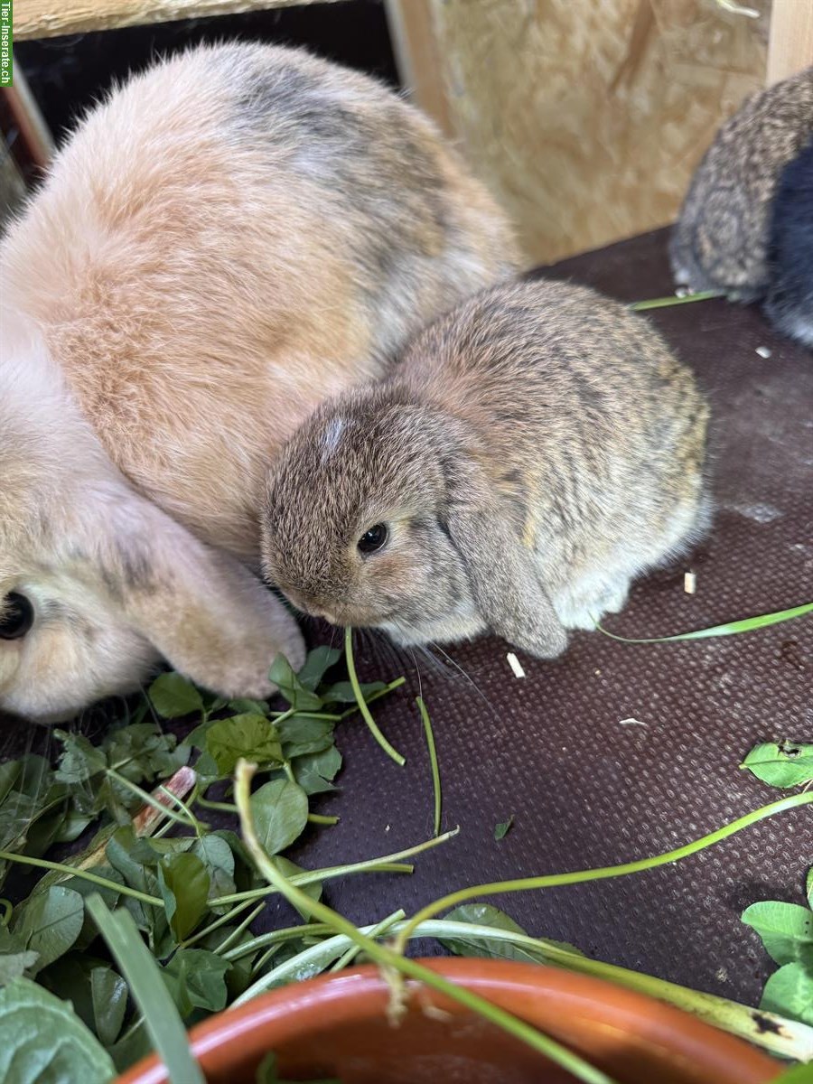 Bild 3: Zwergwidder Babys in braun, schwarz und hellbraun