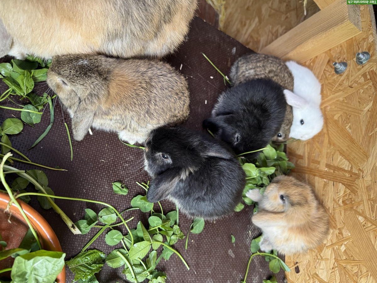Bild 6: Zwergwidder Babys in braun, schwarz und hellbraun