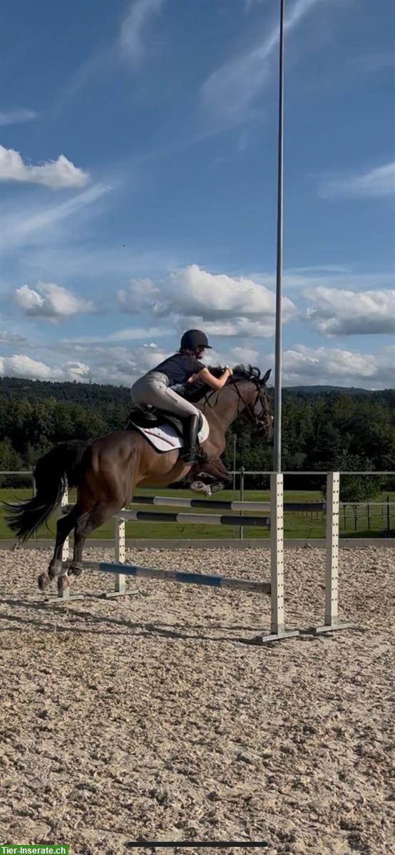 Bild 2: Tollen 7-jährigen Wallach, 1.53m gross zu verkaufen