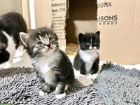 Wunderschöne Sibirische Waldkatzen Kitten