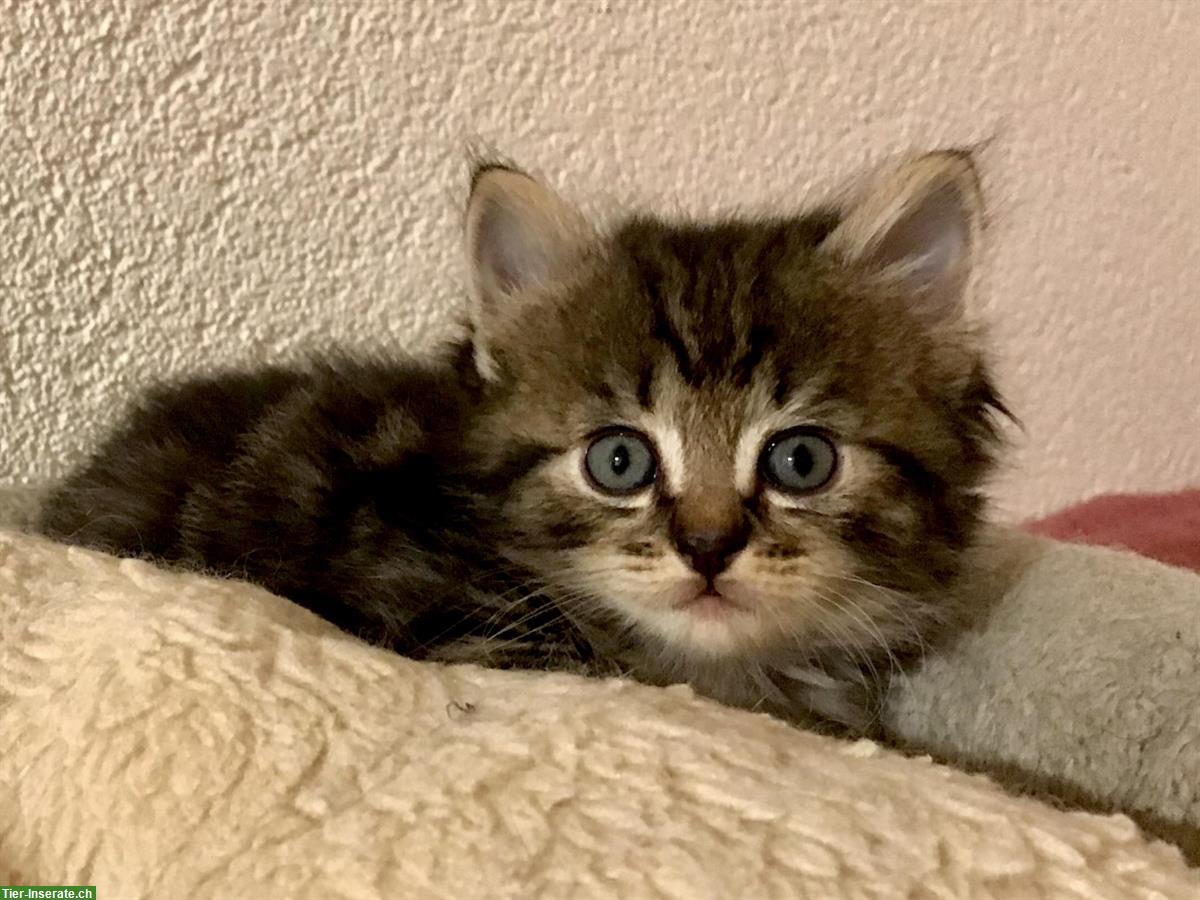 Bild 10: Wunderschöne Sibirische Waldkatzen Kitten