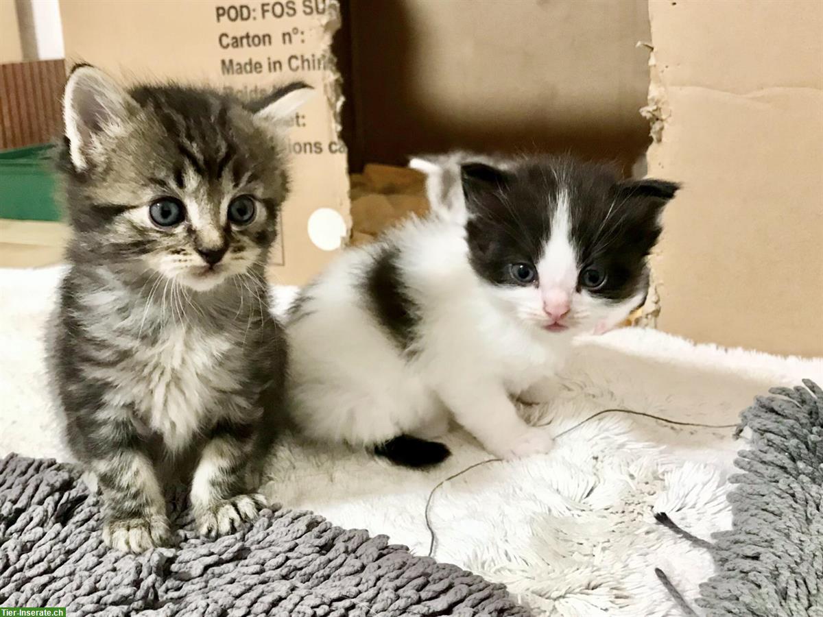 Bild 2: Wunderschöne Sibirische Waldkatzen Kitten