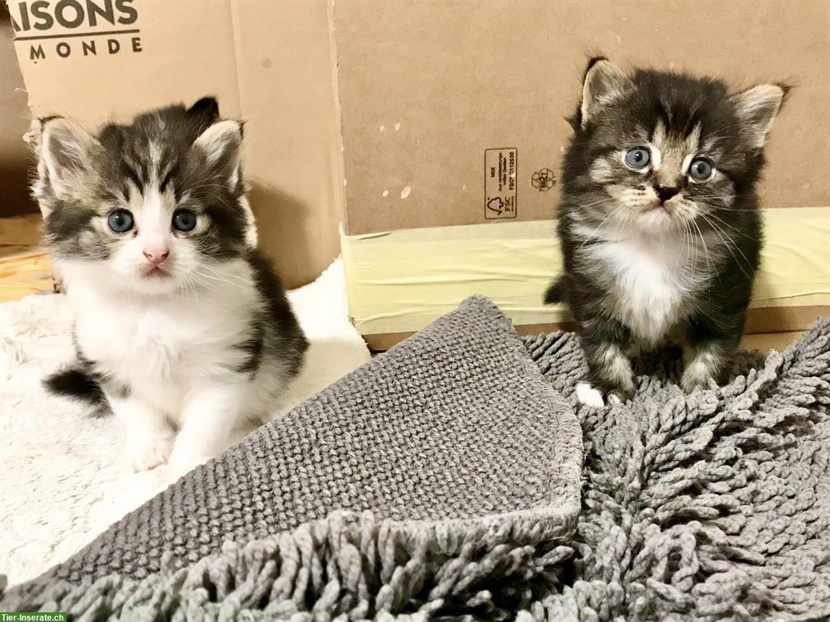 Bild 3: Wunderschöne Sibirische Waldkatzen Kitten