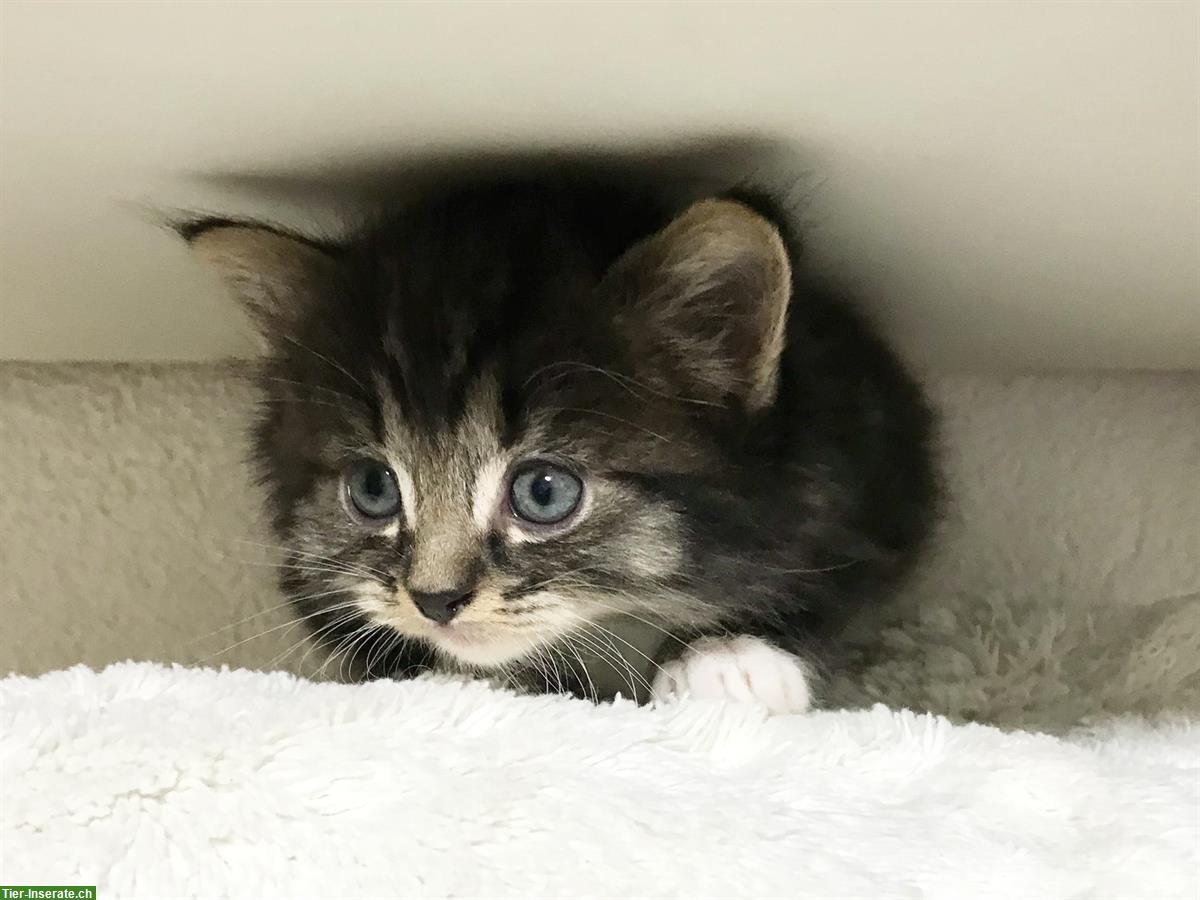 Bild 4: Wunderschöne Sibirische Waldkatzen Kitten
