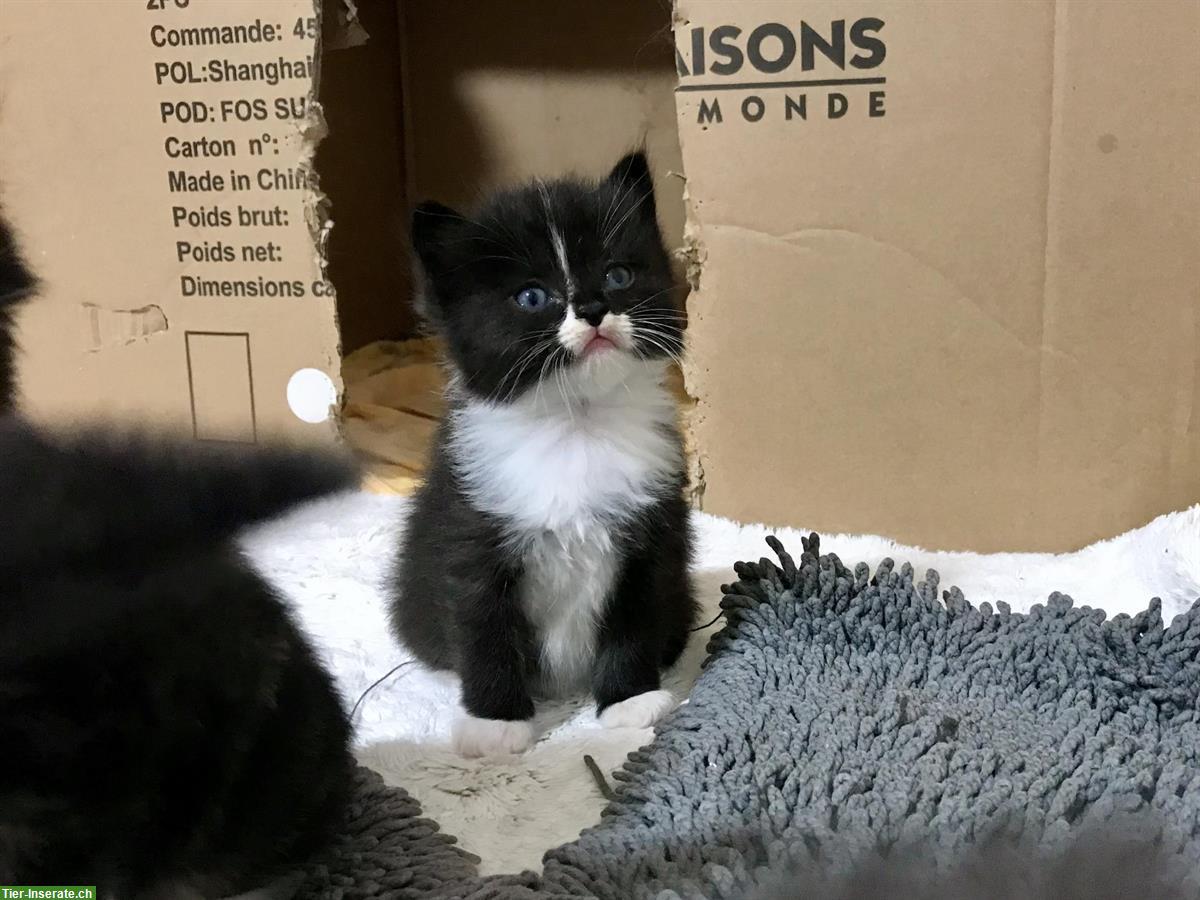 Bild 5: Wunderschöne Sibirische Waldkatzen Kitten