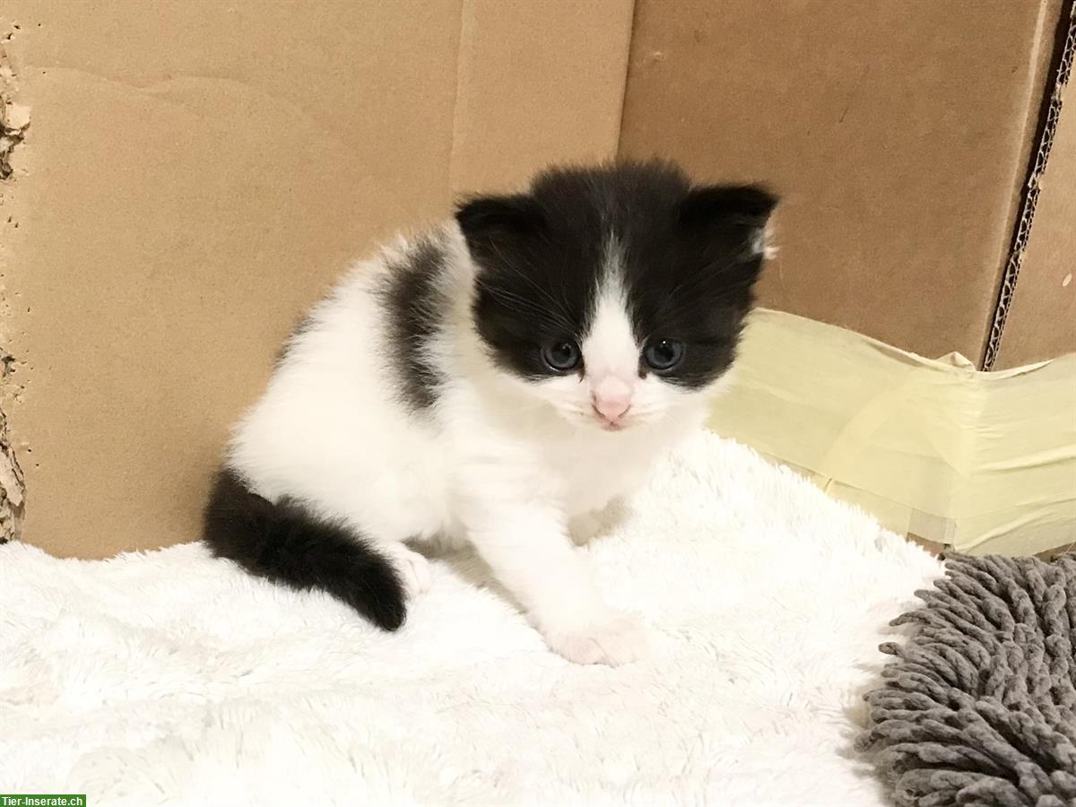 Bild 6: Wunderschöne Sibirische Waldkatzen Kitten