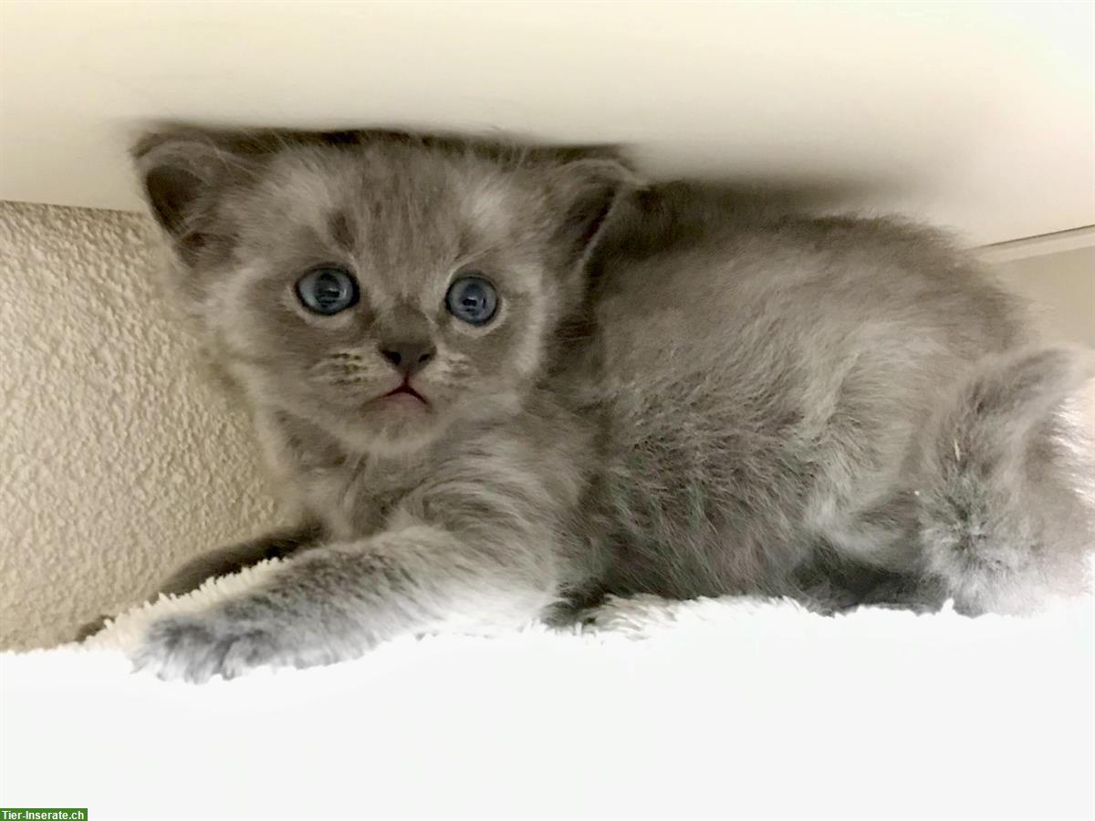 Bild 8: Wunderschöne Sibirische Waldkatzen Kitten