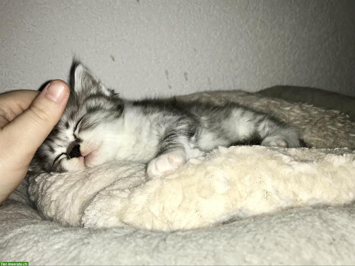 Bild 9: Wunderschöne Sibirische Waldkatzen Kitten