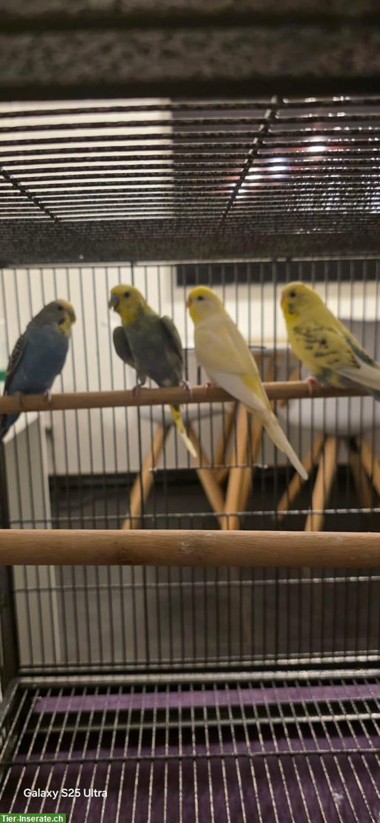 4 Wellensittiche mit Vogelkäfig + Spielzeug dazu