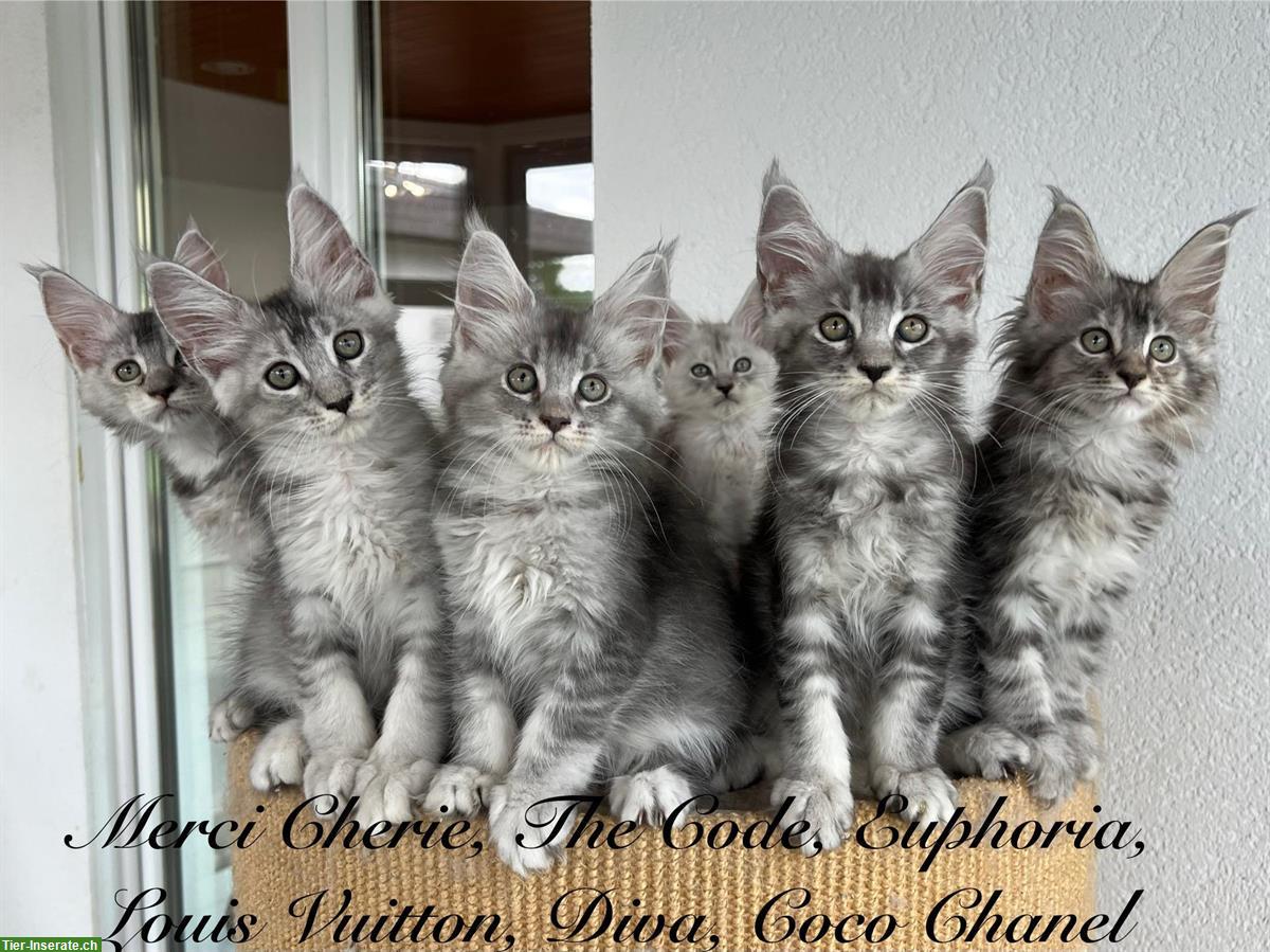 Typvolle Maine Coon Kitten mit Stammbaum