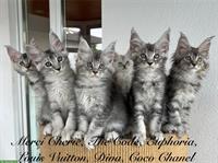 Typvolle Maine Coon Kitten mit Stammbaum